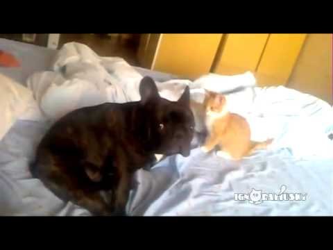 Gato assassino ataca cachorro