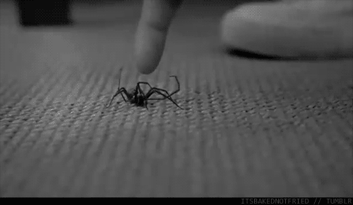 O motivo de eu ter medo de aranhas!