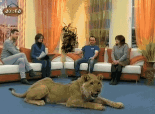 Acho que não é uma boa ideia levar um leão para um programa...