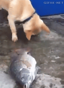 Cachorro salvando peixe